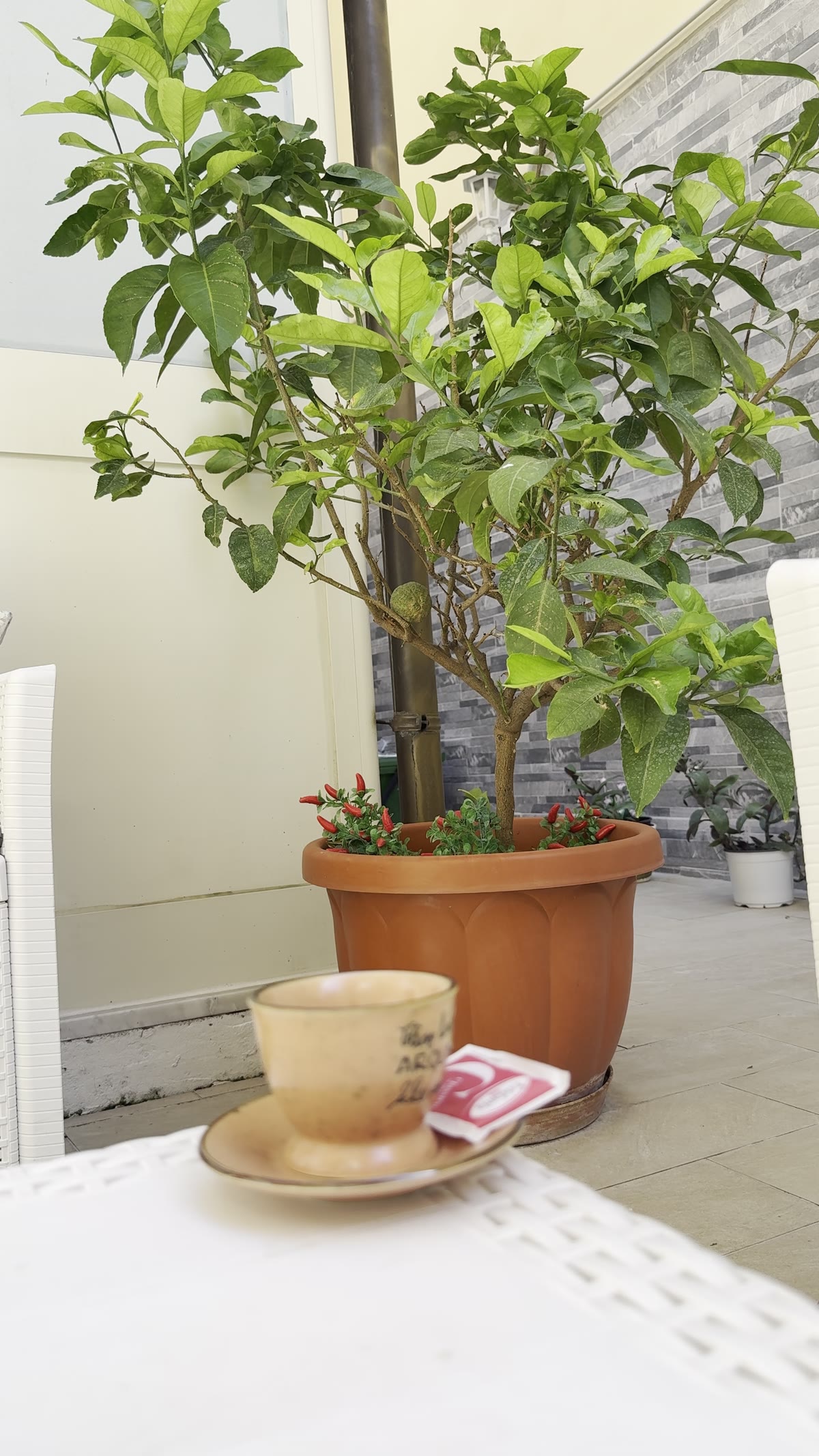 Una tazza di caffè accanto al verde della terrazza